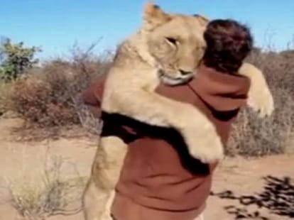 a man afaction to female lion
