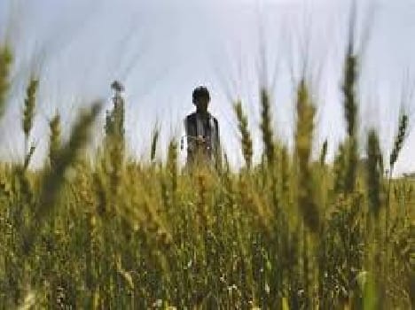 compensatory amount to farmers cost less comparing to damage of crops