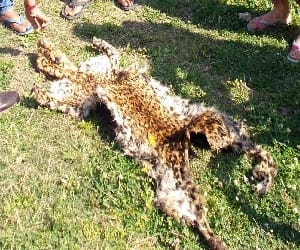 Set trap for wildlife smugglers