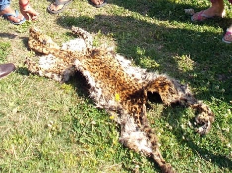 Leopard found in field