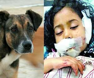 street dog bite 16, death, danger of rabbies in chandigarh