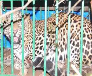 Leopard attacks killed 30 animals