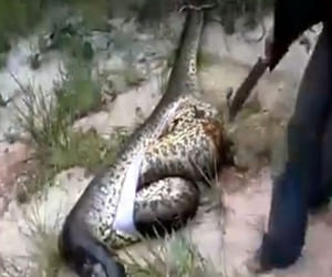 python found inside dead python