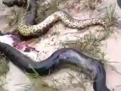 python found inside dead python