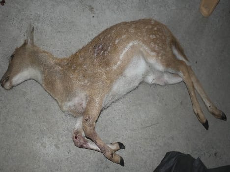 Tanda range of male and female victims chital