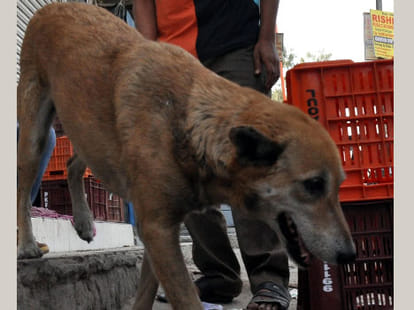 Dogs killed 40 goats in gurgaon in a week