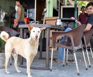 Dogs killed 40 goats in gurgaon in a week