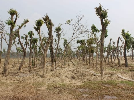 Old trees will get Sanjeevini
