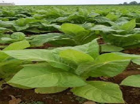 Tobacco trade shock , completely ban from  today in Delhi