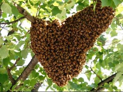 chhatisgarh: two brother killed in bee attack