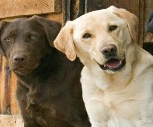 special number will be allot to pet dog in chandigarh