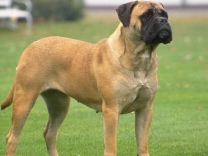 dog missing, found and win ten thousand reward
