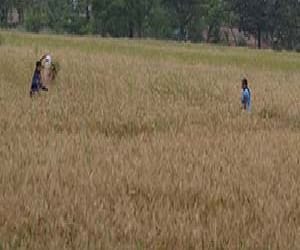 heavy rain and hailstorm in punjab-haryana, wheat crop destructed