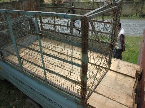 Forest Department team caught the illegal timber