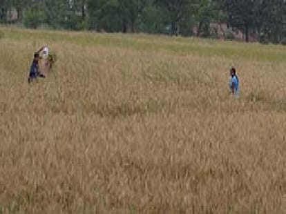 heavy rain and hailstorm in punjab-haryana, wheat crop destructed