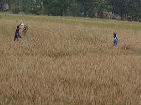 Then came the rain , left crop destruction