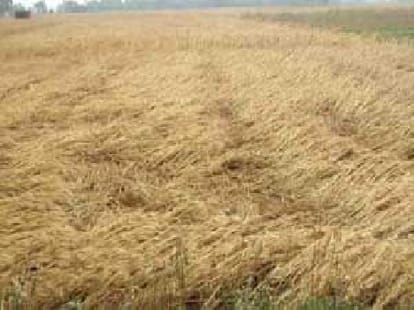 farmer Hanging in a field looking damage crop