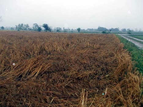 Rain with strong winds destroyed crops again