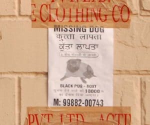 dog missing, found and win ten thousand reward