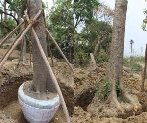 old tree transplant in uttarakhand.