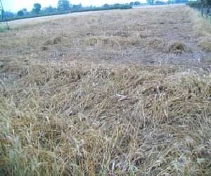 300 sheeps dead after eating the poisonous Wheat