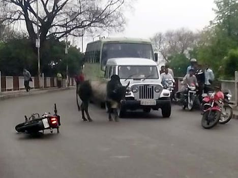 Govindganj flyover Bull on terror
