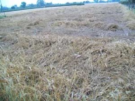 Farm crop ruined by rain