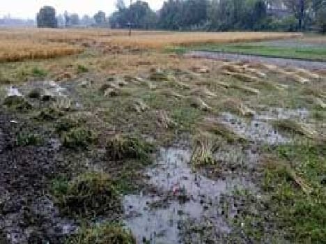 Rained down on the lowered farmers