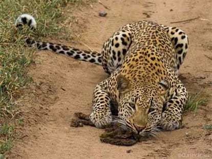 man eater leopard ran away after shot.