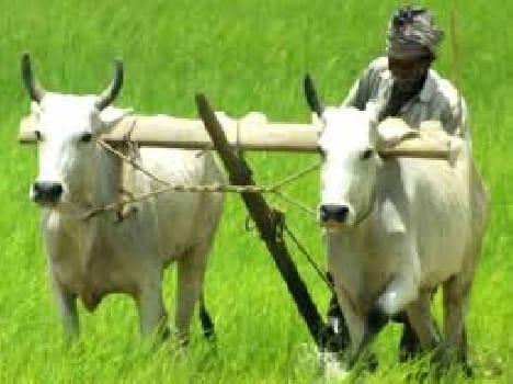 18 thousand rupee Compensation for one hectare crop 