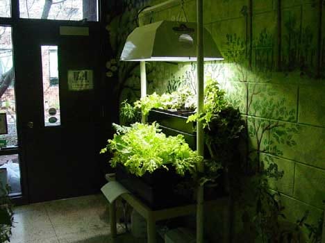 tips for indoor gardening