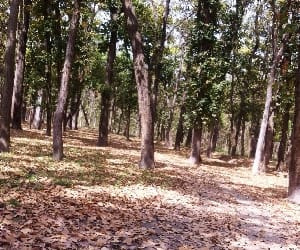 found dead body in jungle