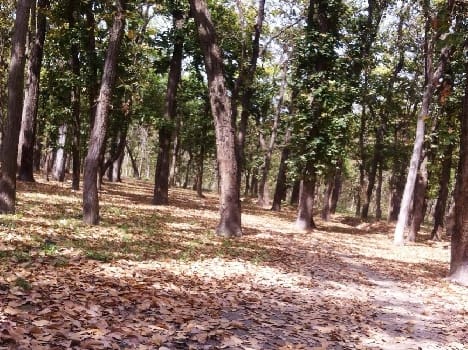 During the fall of caution needed in forest