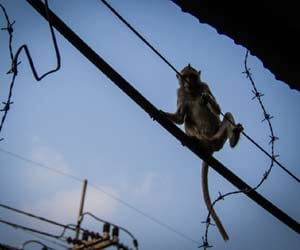 monkeys are on the way of modi's mission varanasi