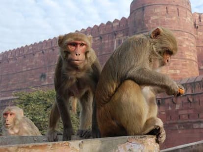 monkeys are on the way of modi's mission varanasi