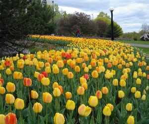 post flood, tulip garden is ready to welcome you