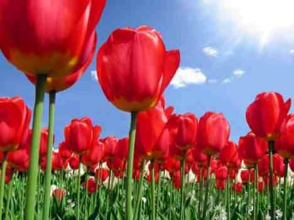post flood, tulip garden is ready to welcome you