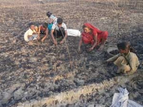 Fire damaged crop