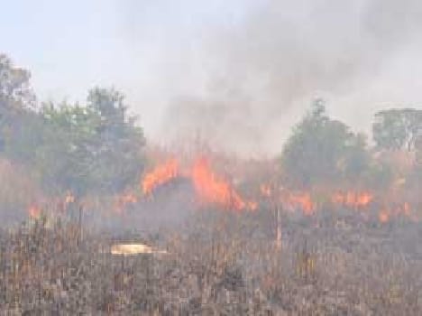 Fire burn garden rosewood Mahua