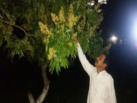 Appealing mango, litchi production