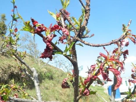 Flourishes diseases in crops