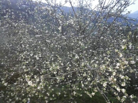 Damage to apples