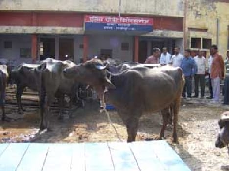 Four animal smuggler caught in the siege