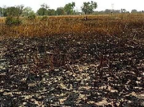 The fire occurred around the wheat crop