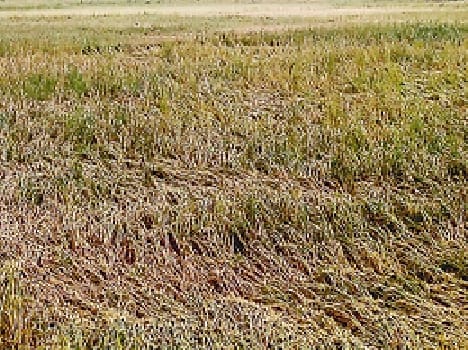 storm ruined farmers hope
