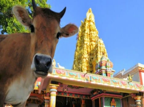 Dr bhimrav ambedkar described about beef in own book