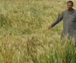 Storm and rain hit farmers again in Uttar Pradesh.