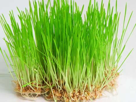 health benefits of wheat grass