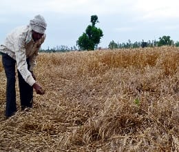 rain damaged crop