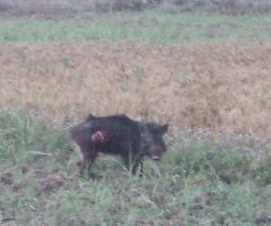 uttarakhand forest clean from cheed tree and boar.
